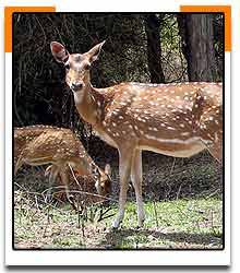 bihardeer