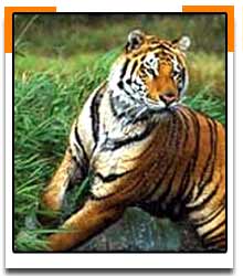 bihartiger