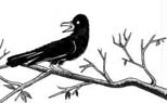 Crow serpent