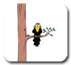 Crow