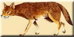 Jackal