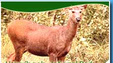 jharkhand