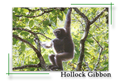 hollock