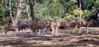 Sepahijala wildlife sanctuary