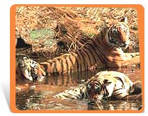 sundarban