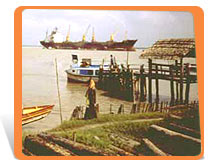sundarban