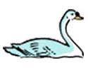 Swan