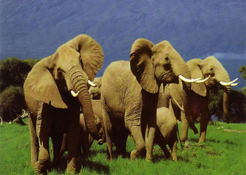 Amboseli National Park