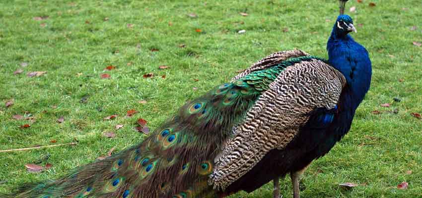peacock