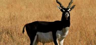 black-buck