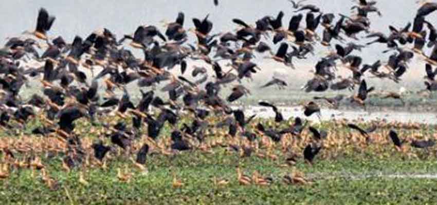 bura-chapori-wildlife-sanctuary