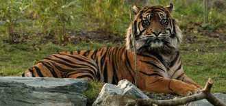 buxa-tiger