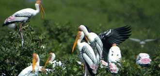 calimere-bird-sanctuary