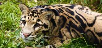 clouded-leopard