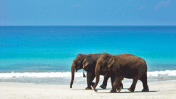 Elephant Beach