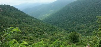 Male Mahadeshwara Betta