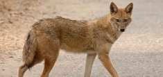 indian-jackal