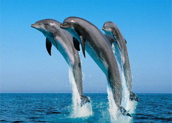 Kisite-Mpunguti Marine National Park