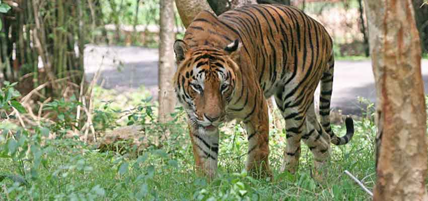 nameri-national-park