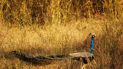 Narsinghgarh Wildlife Sanctuary