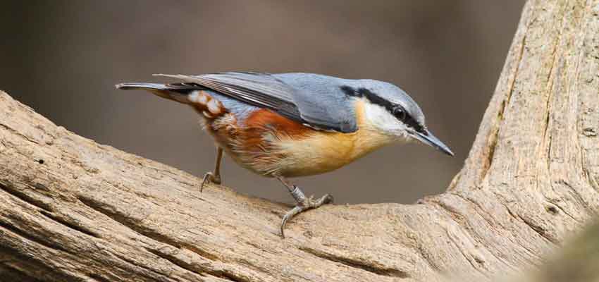 nuthatches