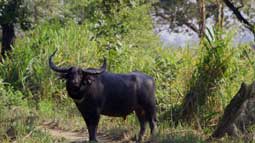Pamed Wild Buffalo Wildlife Sanctuary