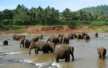 Pinnawala Elephant Orphanage