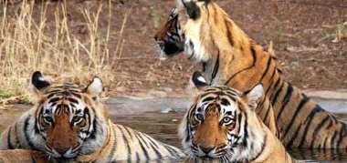 ramgarh-vishdhari-wildlife-sanctuary