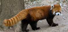 red-panda