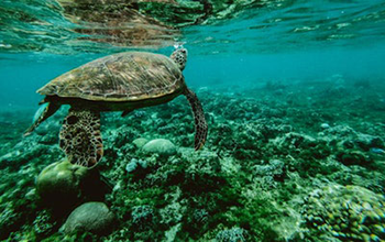 Sea Turtle Hatchery Centre Mahamodara
