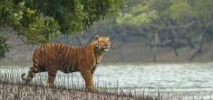 sundarban