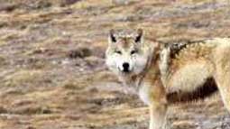 tibetan-wolf