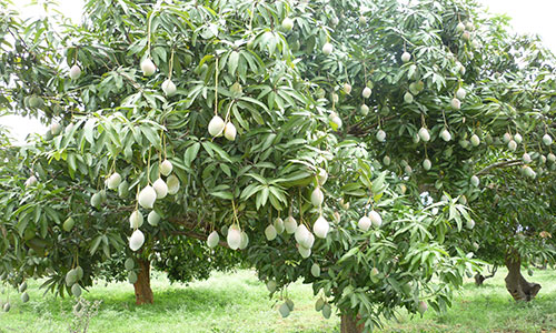 Mango tree