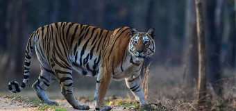 valmiki-national-park