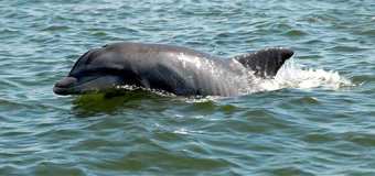 vikramshila-gangetic-dolphin-sanctuary
