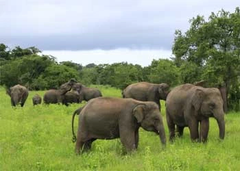 Kumana National Park