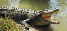 crocodile