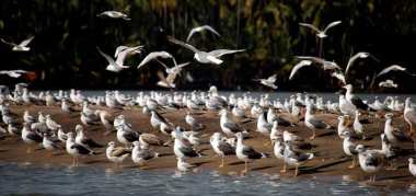 Kadalundi Bird Sanctuary